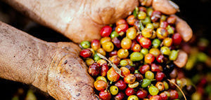 The Benefits of Single-Origin Coffee: A Journey to the Source